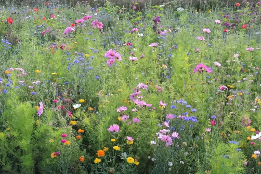 Jachère Fleurs Pérennes – amestec pentru teren necultivat - 1