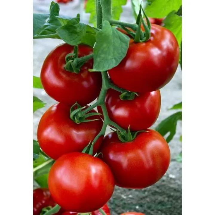 Semințe Vilmorin Mikado - Tomate nedeterminate "Zadurella F1 (V370 F1) Vilsem" - 1