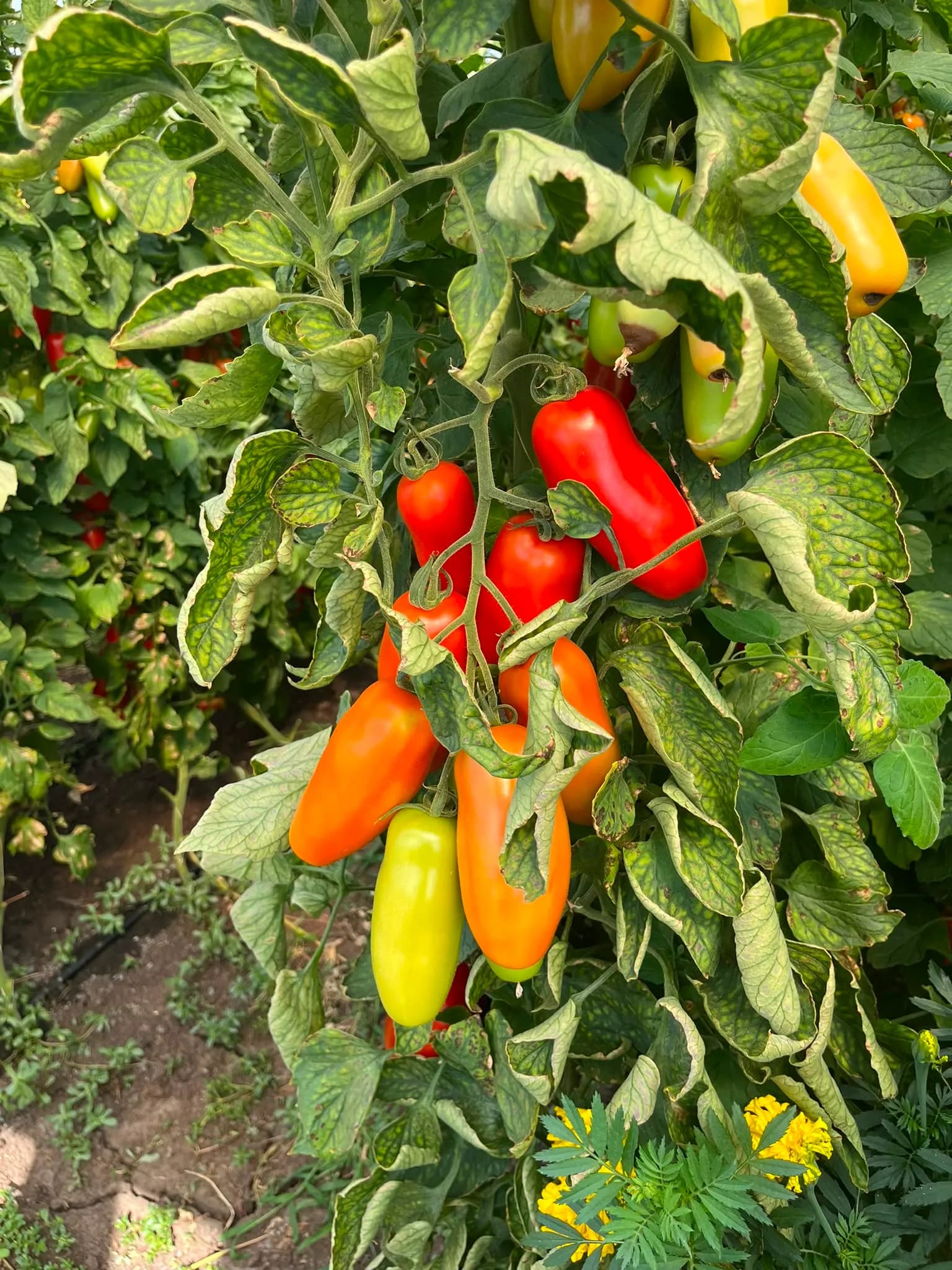 Semințe Vilmorin Mikado - Tomate nedeterminate "SIR Galvan F1" - 1