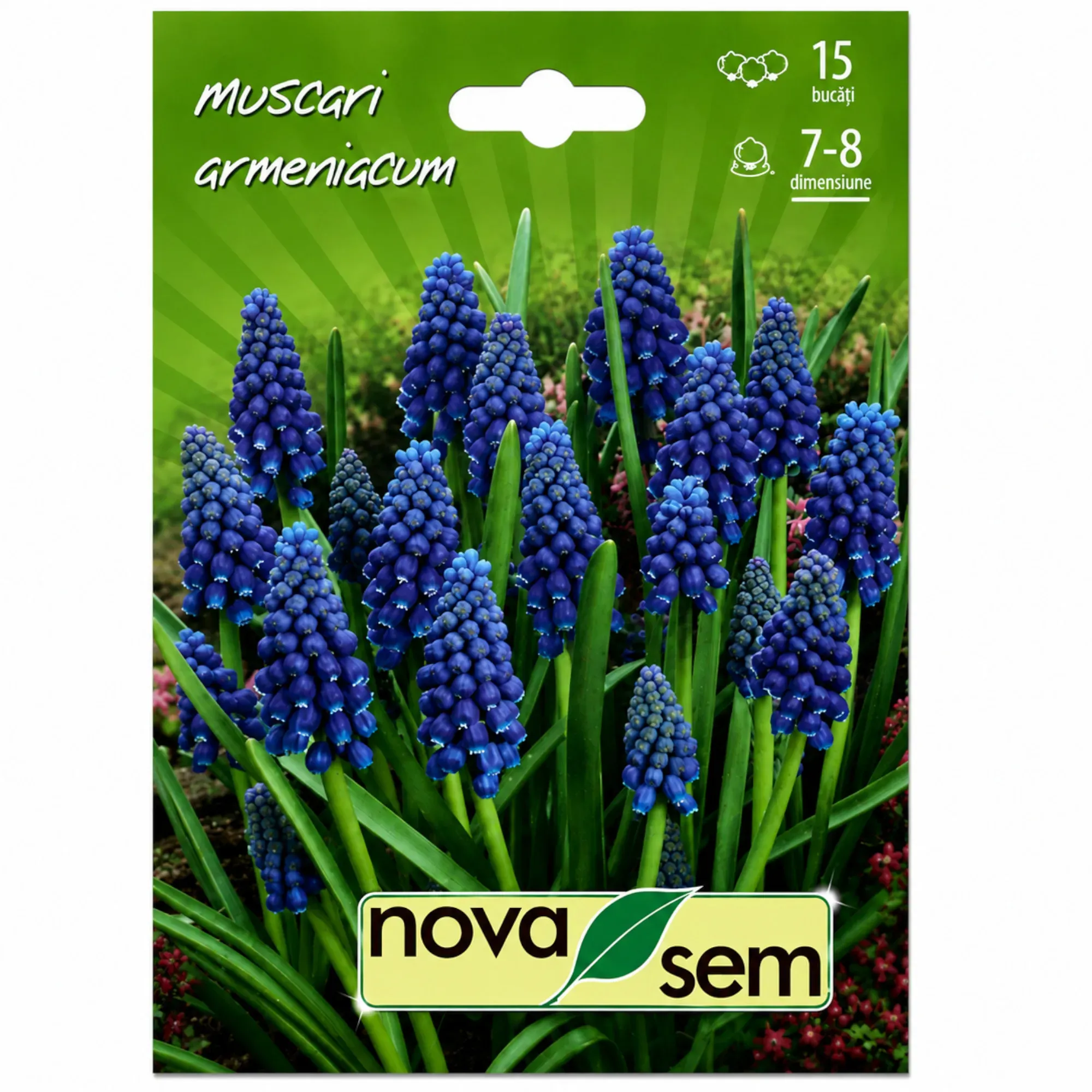 Muscaris « Armeniacum » - 1