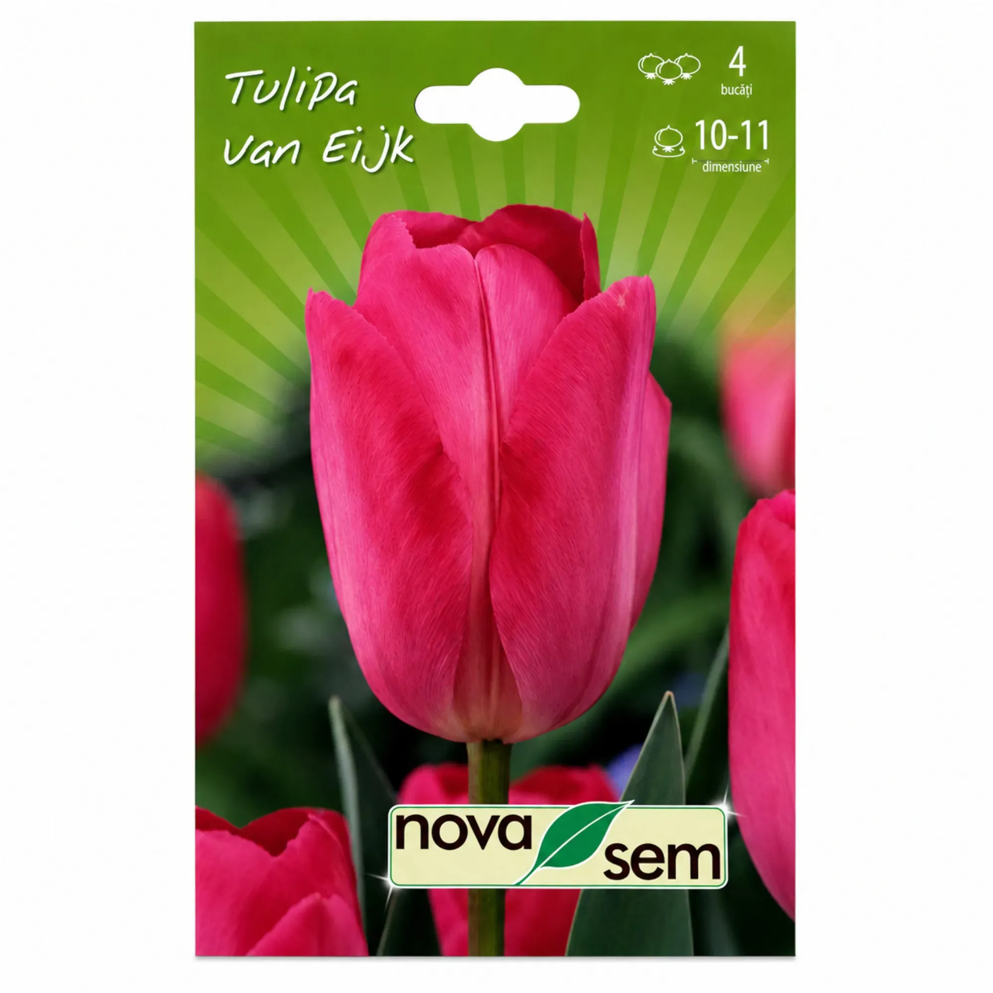 Lalele „Van Eijk” - 1