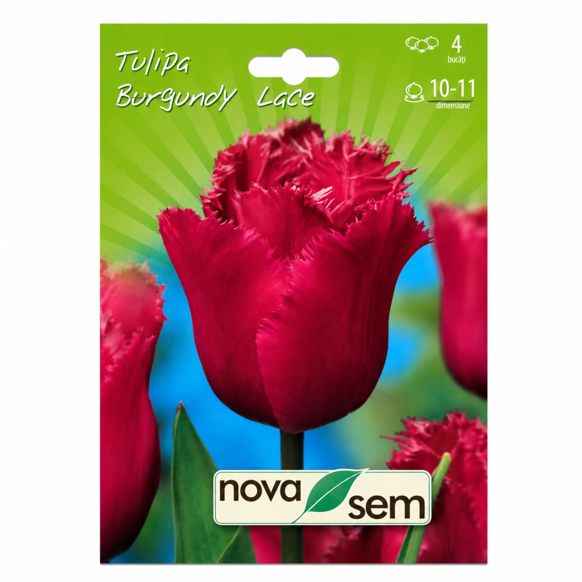Tulipes « Burgundy Lace » - 1