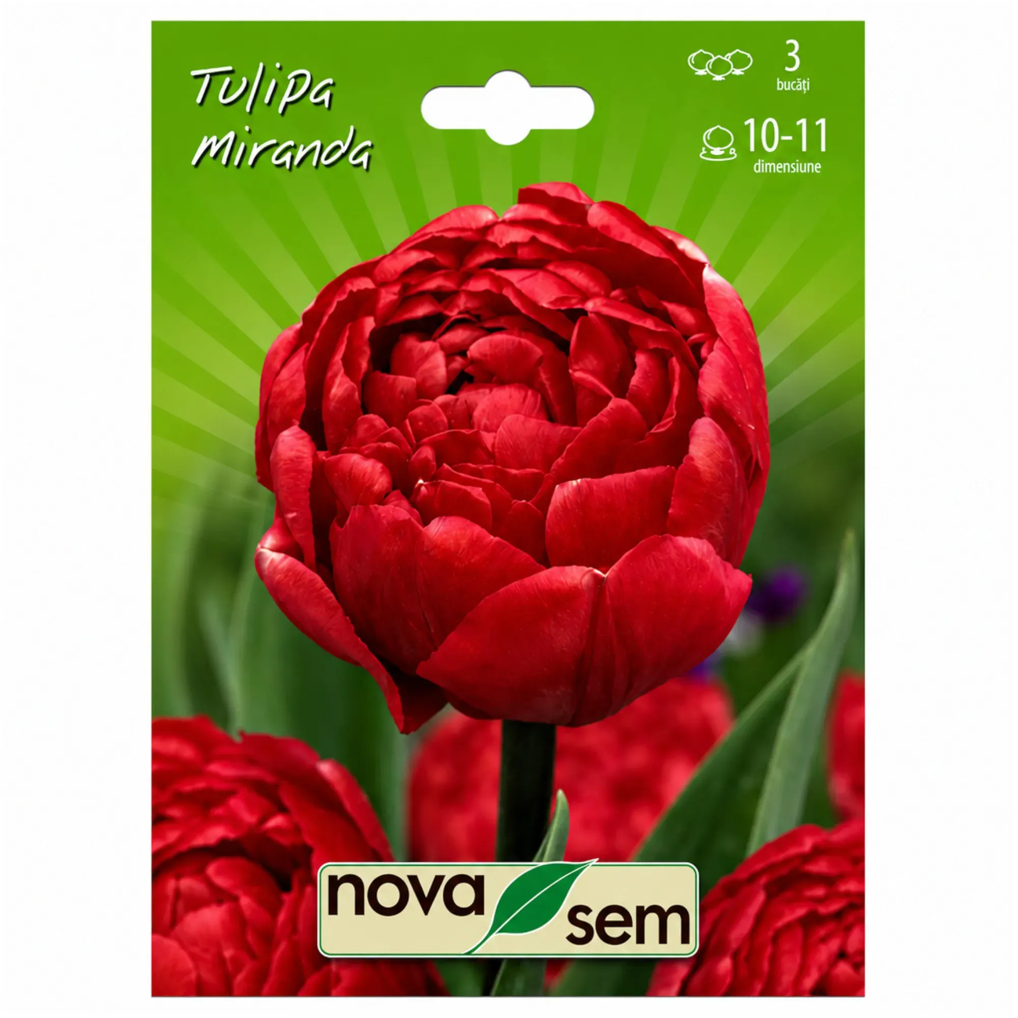 Tulipes « Miranda » - 1