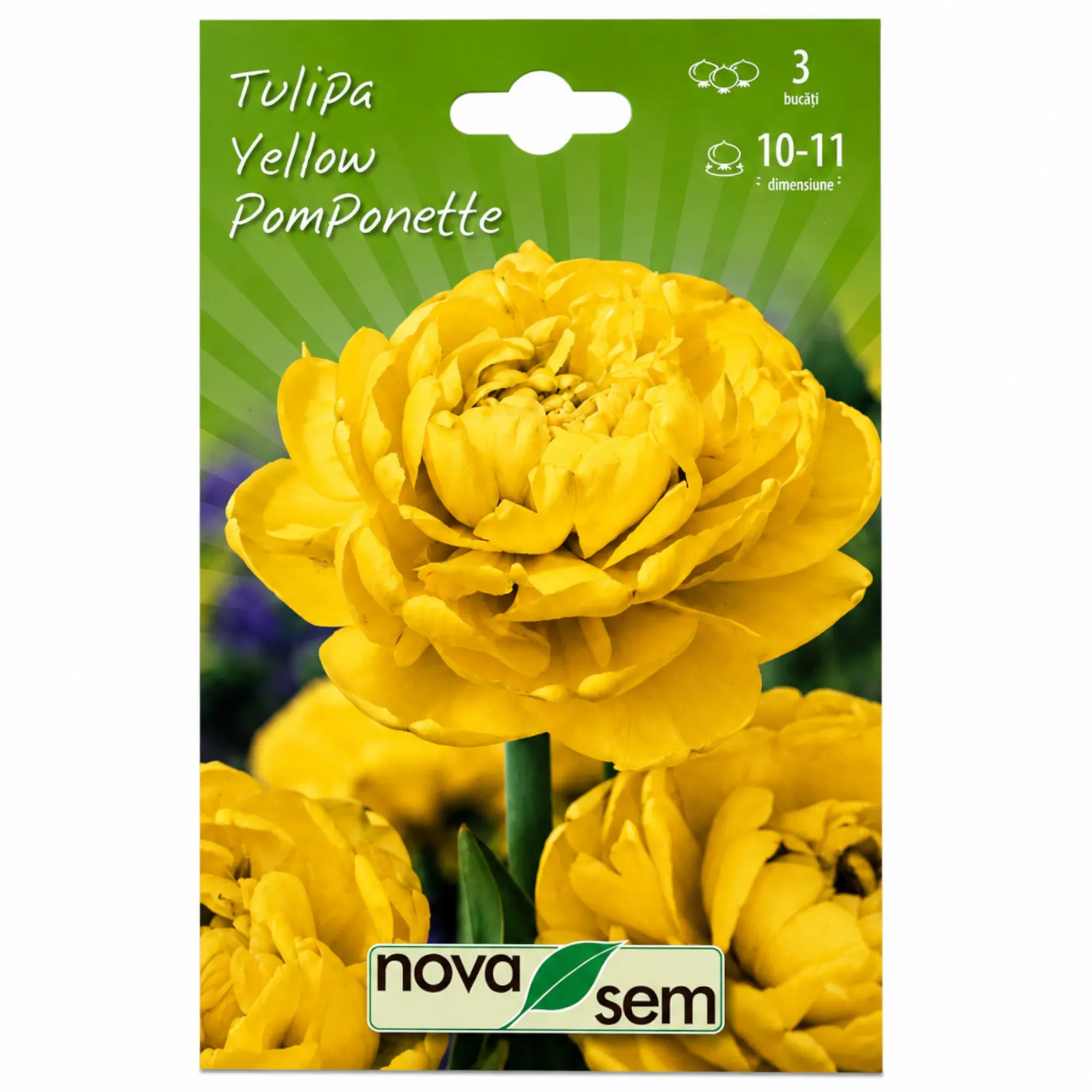 Tulipes « Yellow Pomponette » - 1