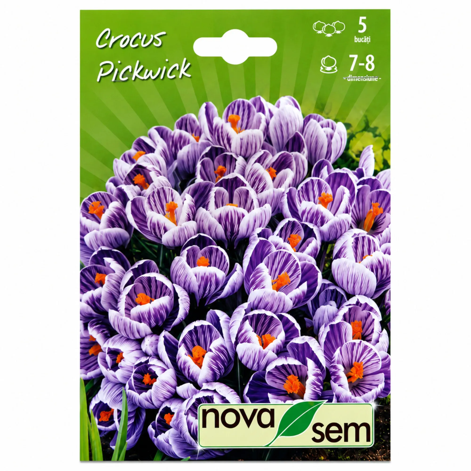 Crocus « Pickwick » - 1