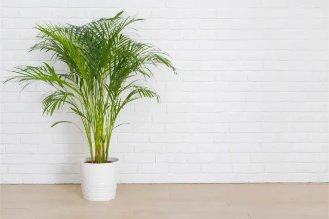 Plante de Interior