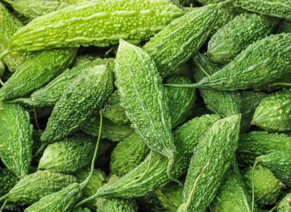 Melon amer (Momordica)
