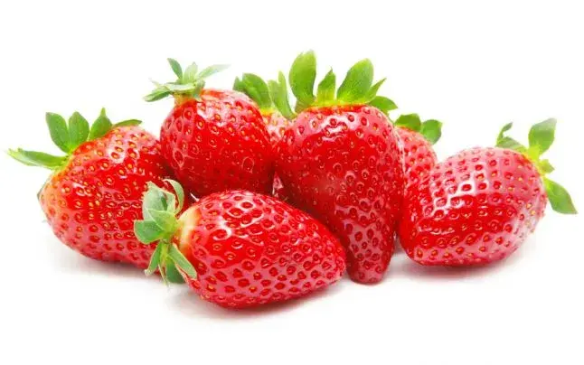 Fraisier hybride