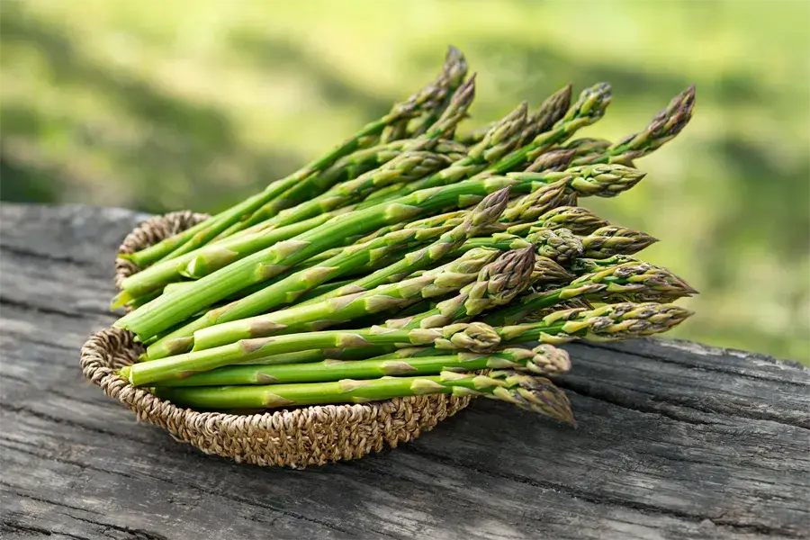 Asparagus plumosus (cane support)