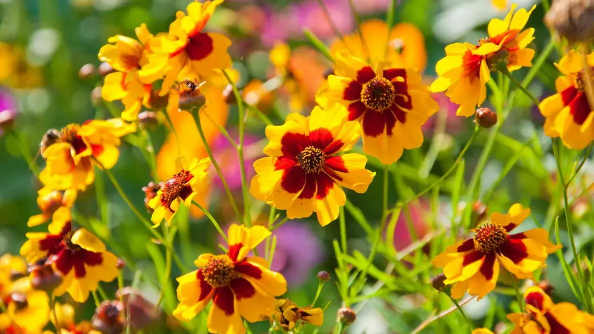 Coreopsis