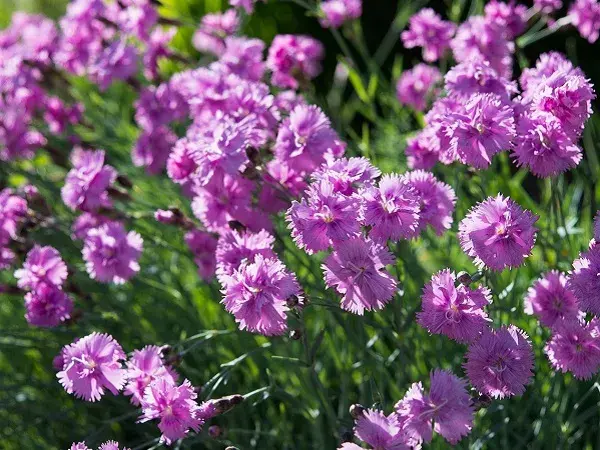 Œillets (Dianthus)