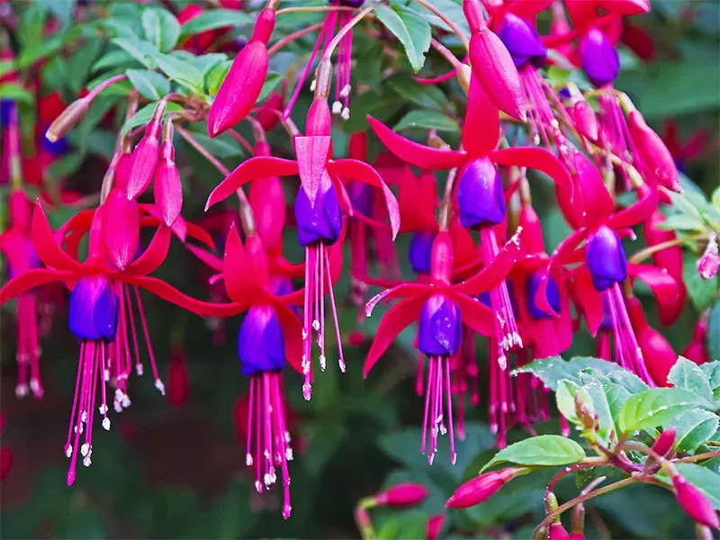 Fuchsia