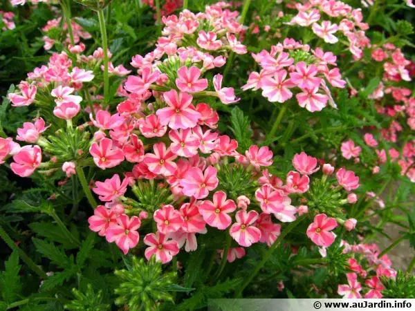 Verbena