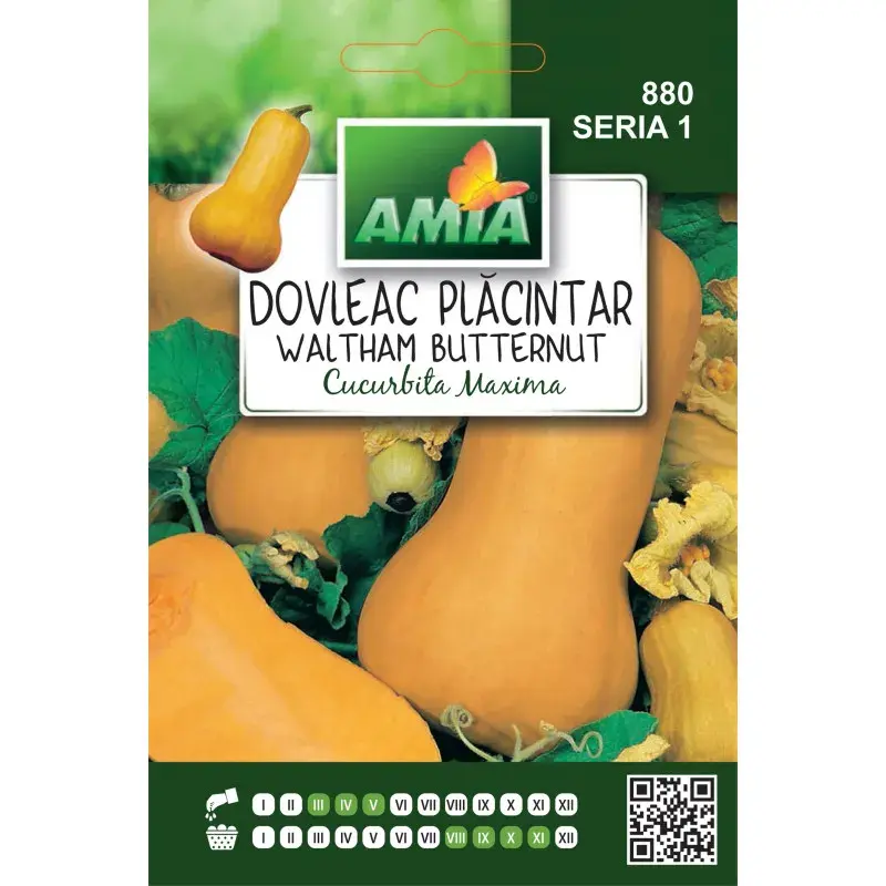 Amia Seeds - Squash Waltham Butternut