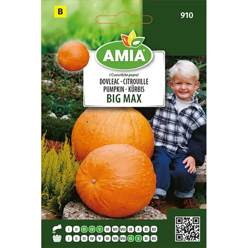 Amia Seeds - Squash Big Max