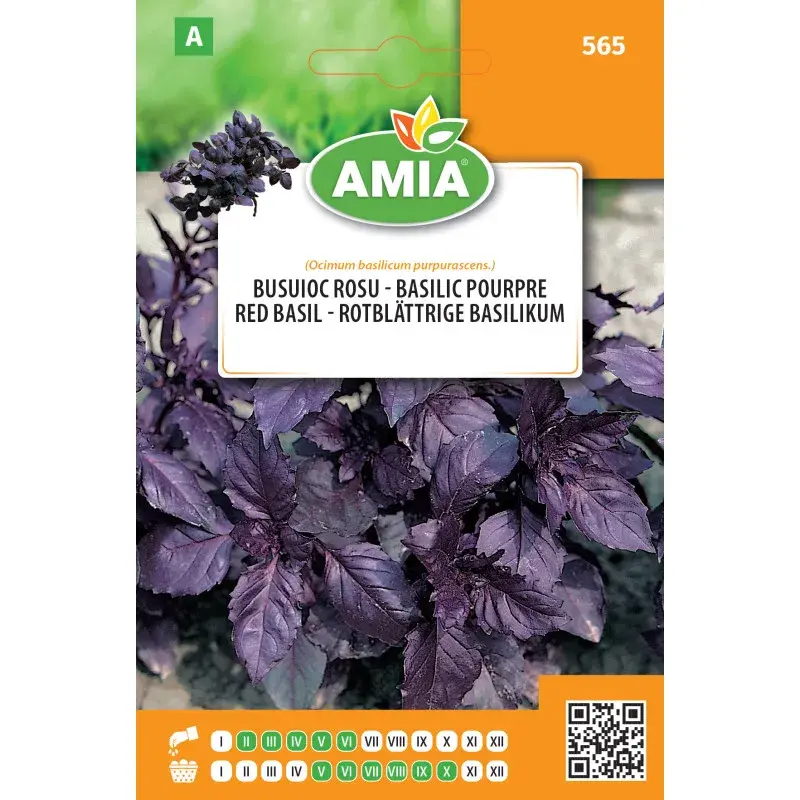 Amia Seeds - Purple basil