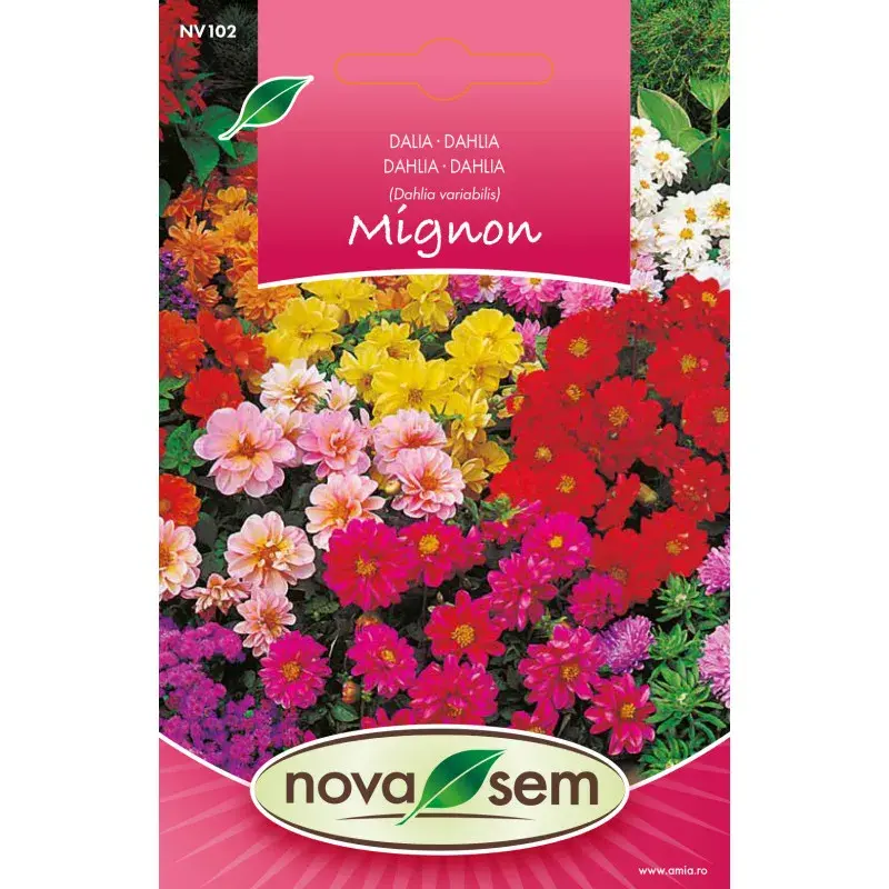 Nova Sem Seeds - Dahlia