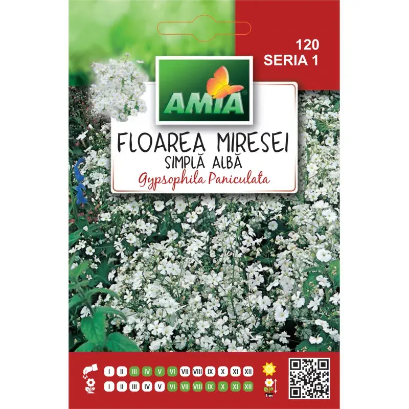 Amia Seeds - Baby's breath Simple White