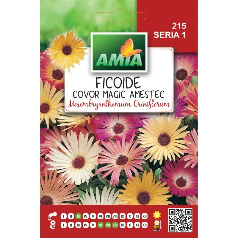 Amia Seeds - Livingstone daisy