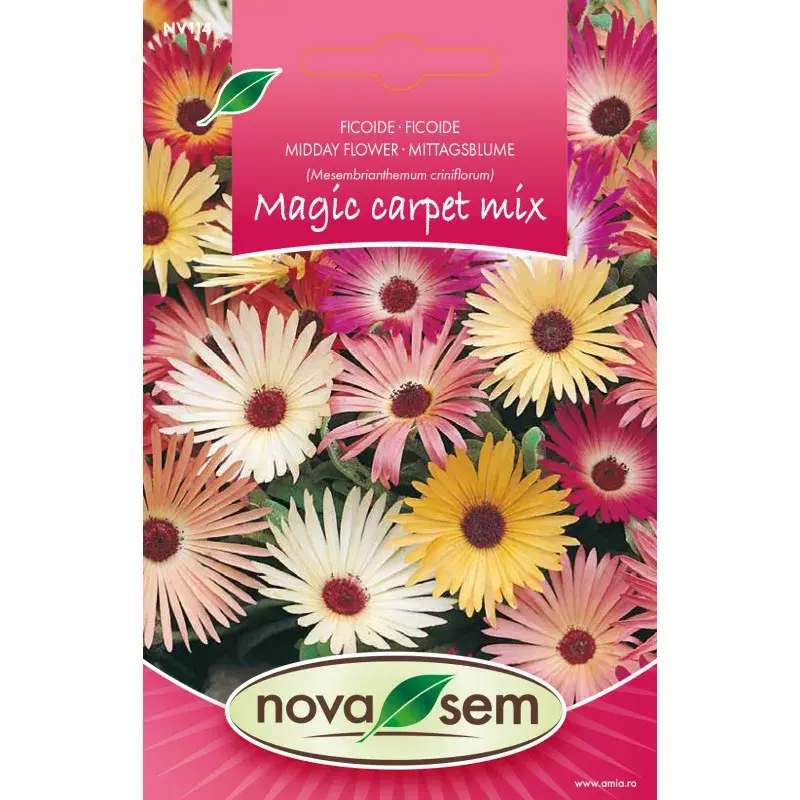 Nova Sem Seeds - Livingstone daisy