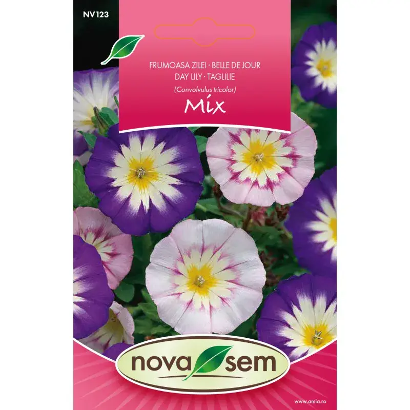 Nova Sem Seeds - Dwarf morning glory