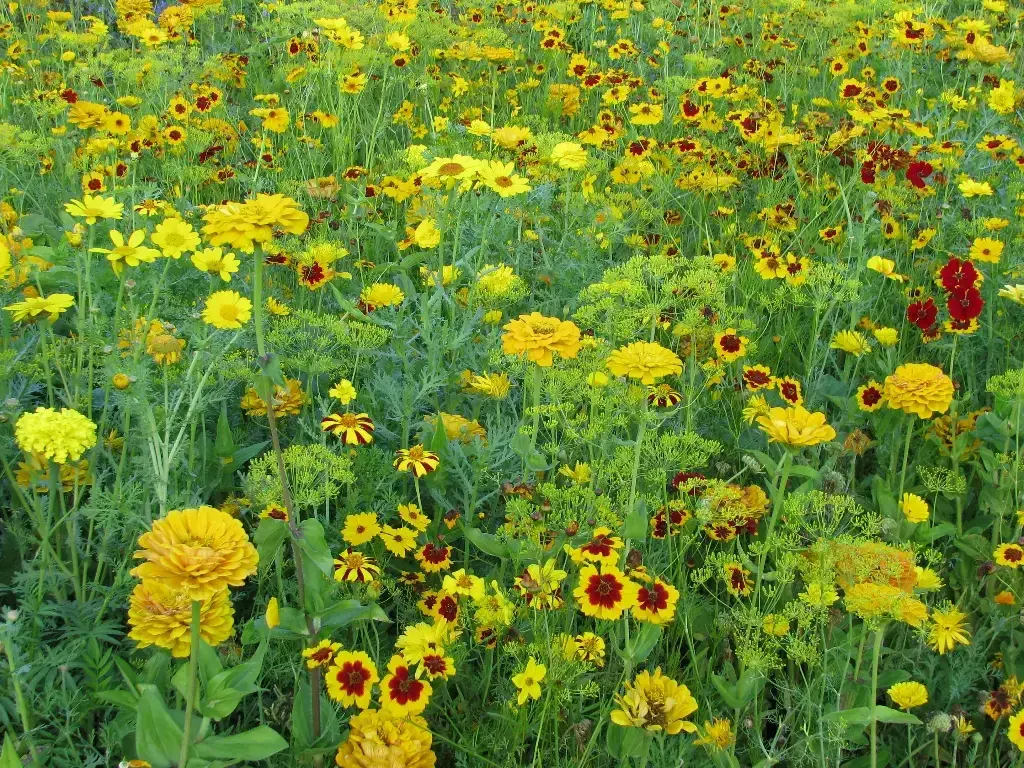 Mélange de fleurs Estivale Tons Jaunes