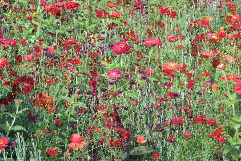 Mélange de fleurs Estivale Tons Rouges