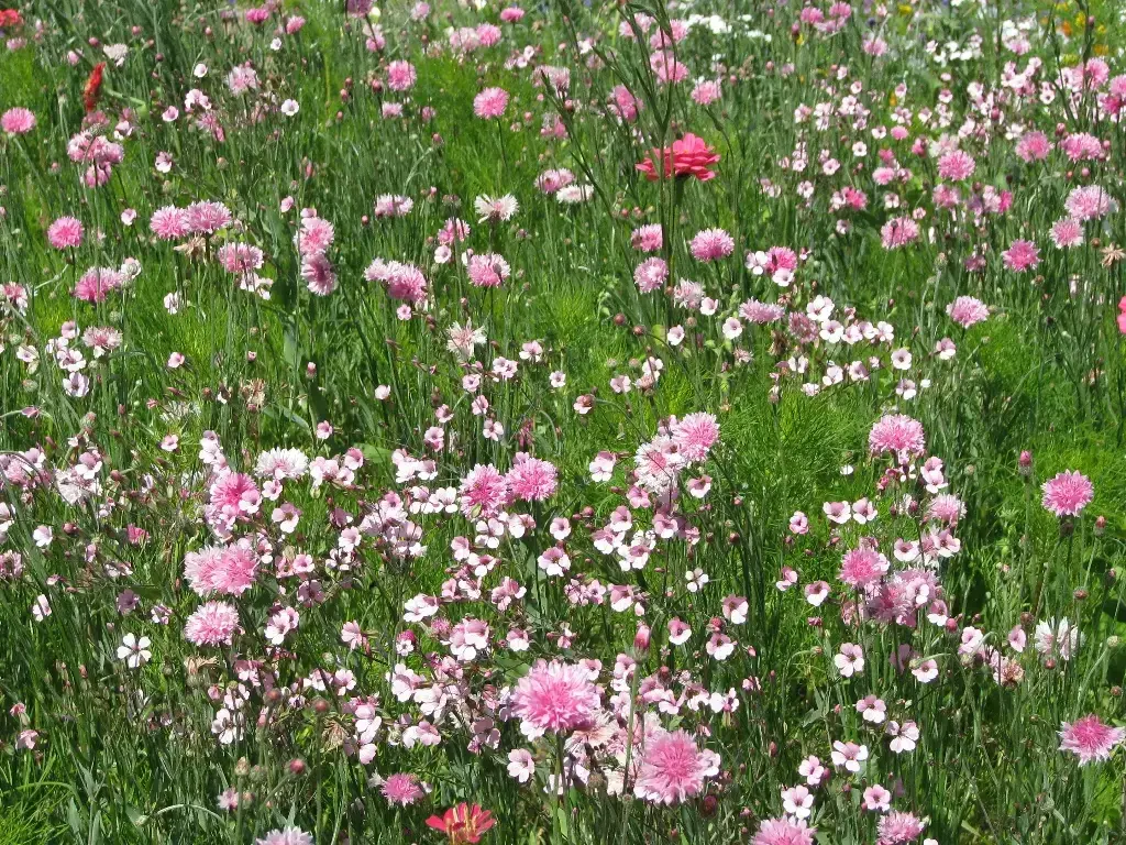 Mélange de fleurs Estivale Tons Roses