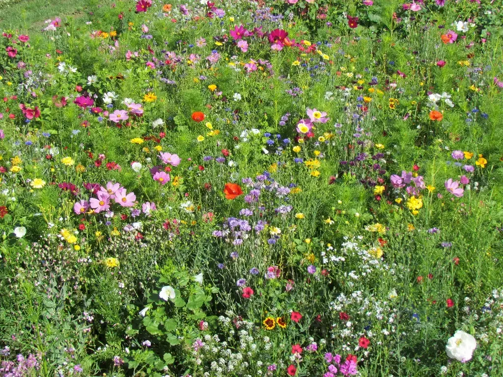 Mélange de fleurs Estivale Vite & Longtemps