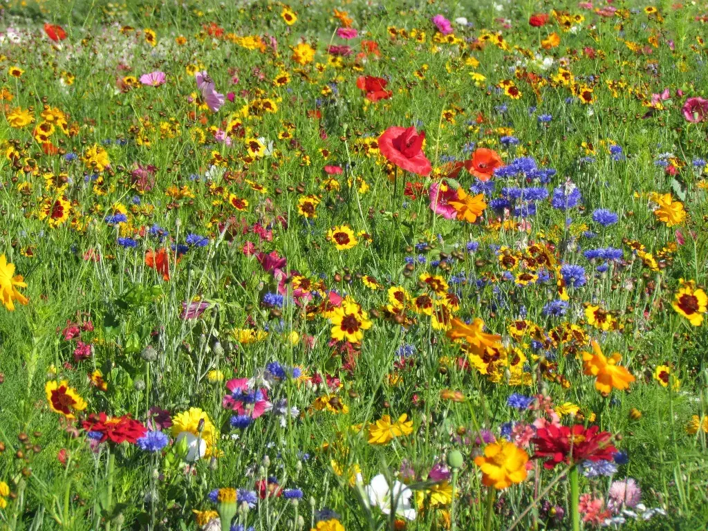 Mélange de fleurs Estivale Multicolore