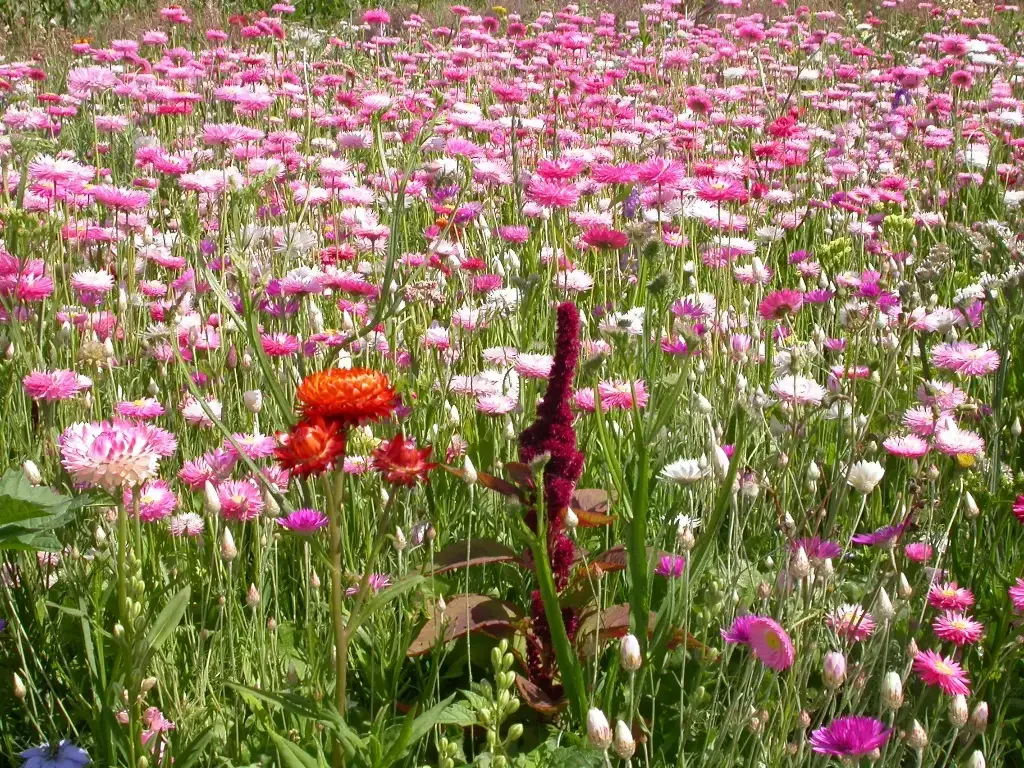 Mélange de fleurs Fleurs pour Bouquets secs