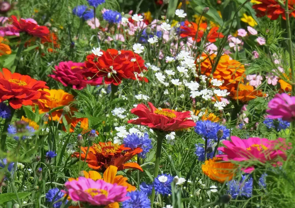 Mélange de fleurs Cueillette Estivale