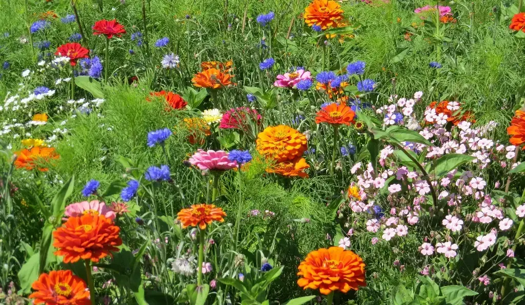 Mélange de fleurs Cueillette Estivale - BIO