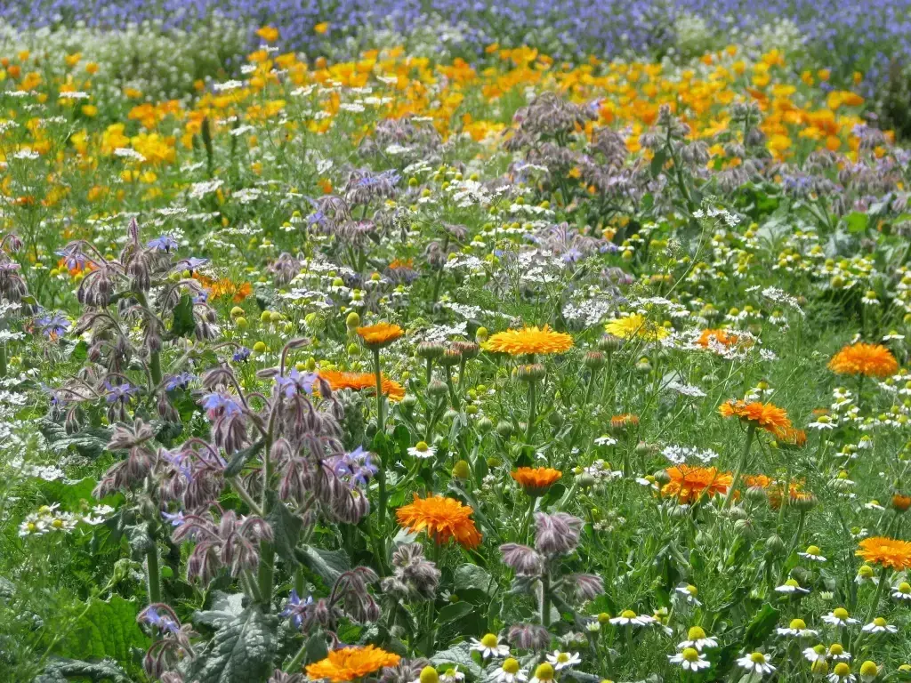 Mélange de fleurs Tapis Jardin de Curé