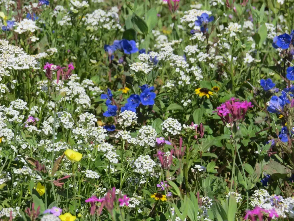 Mélange de fleurs Fleurs Ultra-courtes (Pérennes)