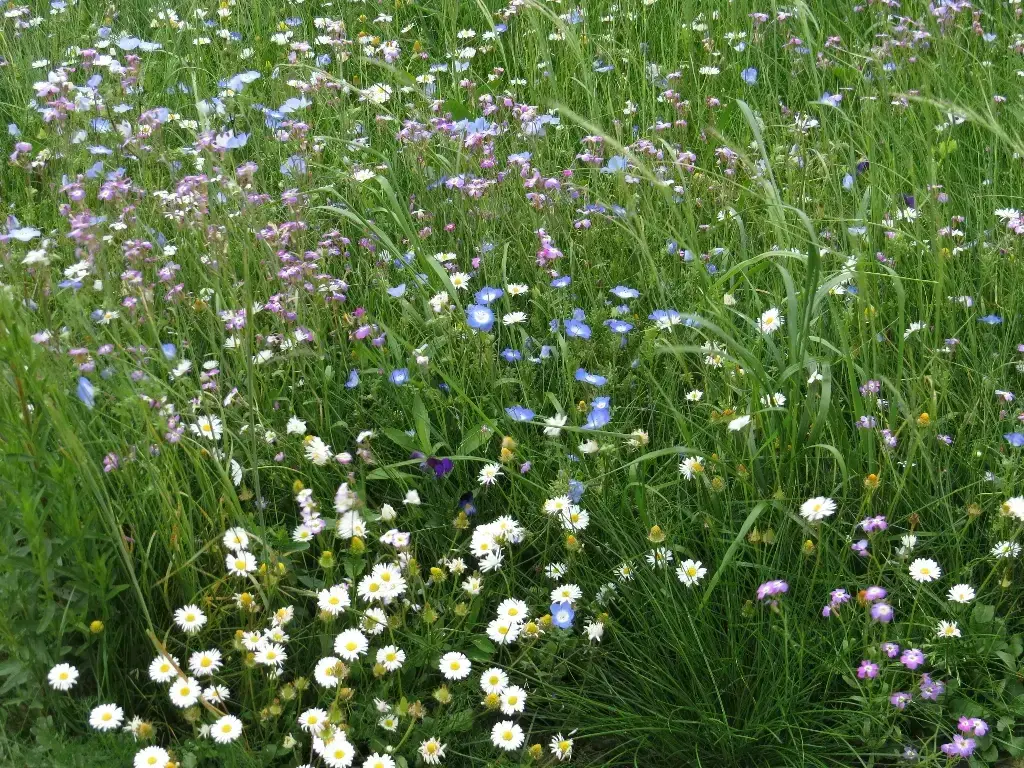 Mélange de fleurs Au Ras des Pâquerettes