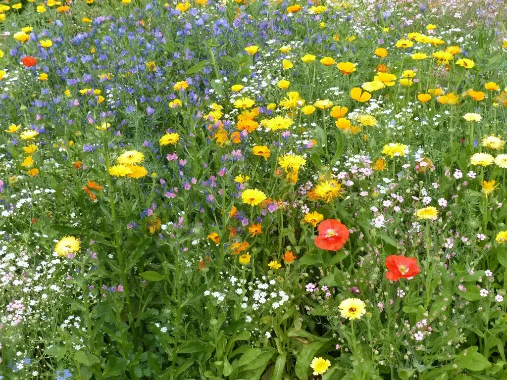 Mélange de fleurs Fleurs Terrains Secs