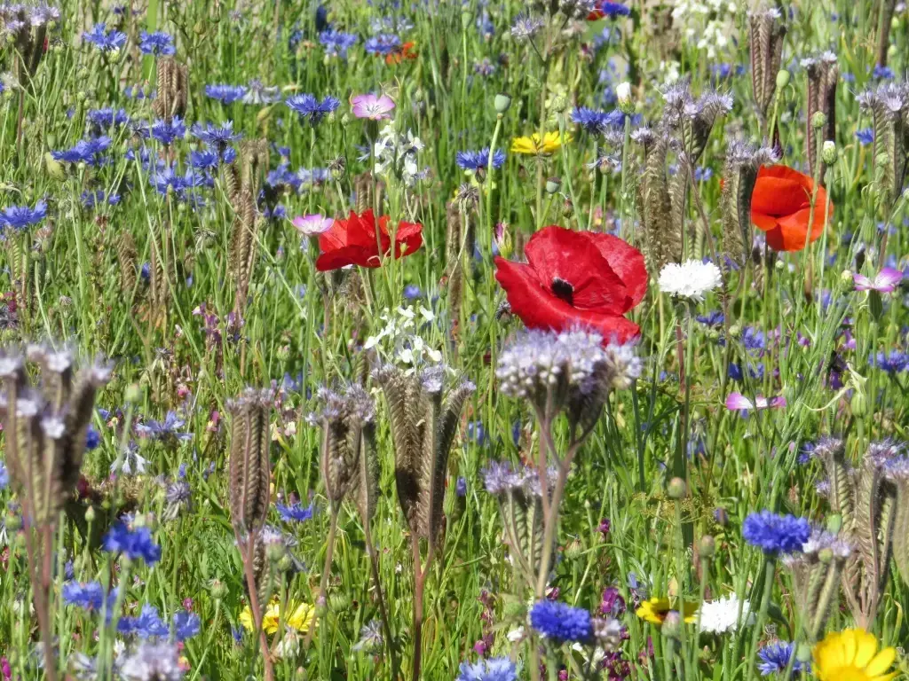 Mélange de fleurs Oxipoli Maraîchage Auxil. & Pollinisateurs - Annuel