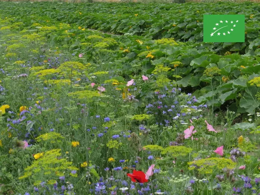 Mélange de fleurs Oxipoli BIO Maraîch. Auxil. & Pollinisateurs - Annuel - BIO