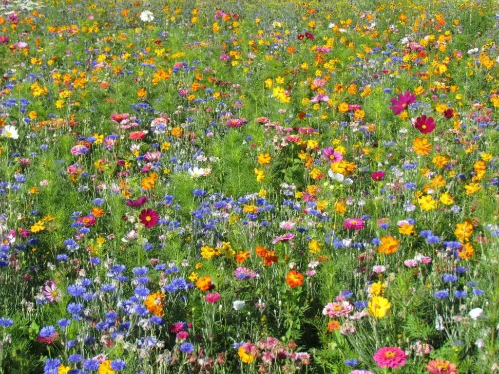 Mélange de fleurs Jachère Fleurs Hautes