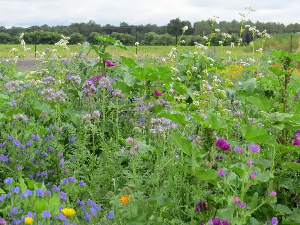 Mélange de fleurs Jachère Mellifère