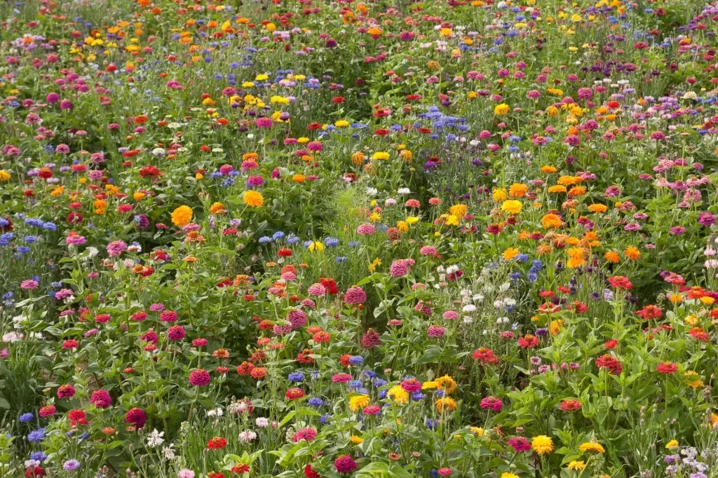 Mélange de fleurs Campagne en Fleurs