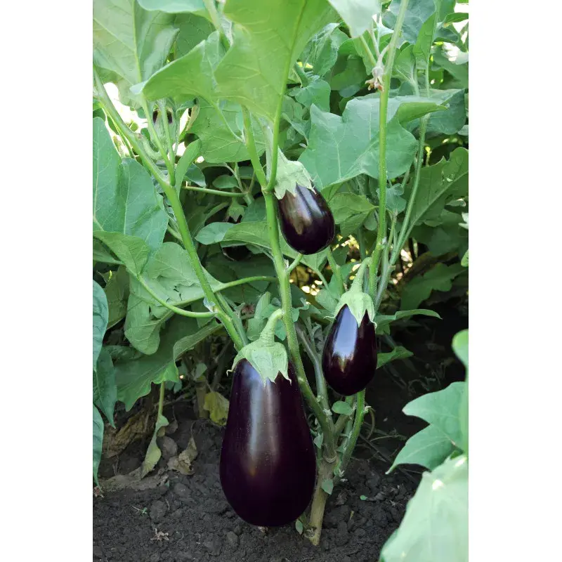 Semences Vilmorin Mikado - Aubergine Vinetal F1