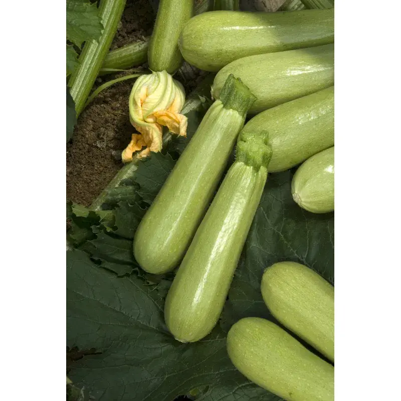 Semences Vilmorin Mikado - Courgette Nevira F1