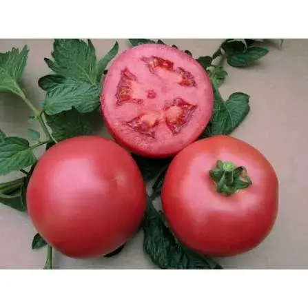 Semences Vilmorin Mikado - Tomates indéterminées VP1 F1 (tomate rose)