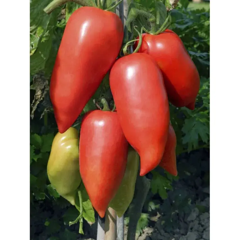 Semences Vilmorin Mikado - Tomates indéterminées Cornabel F1