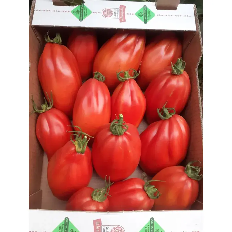 Semences Vilmorin Mikado - Tomates indéterminées Cabosse F1