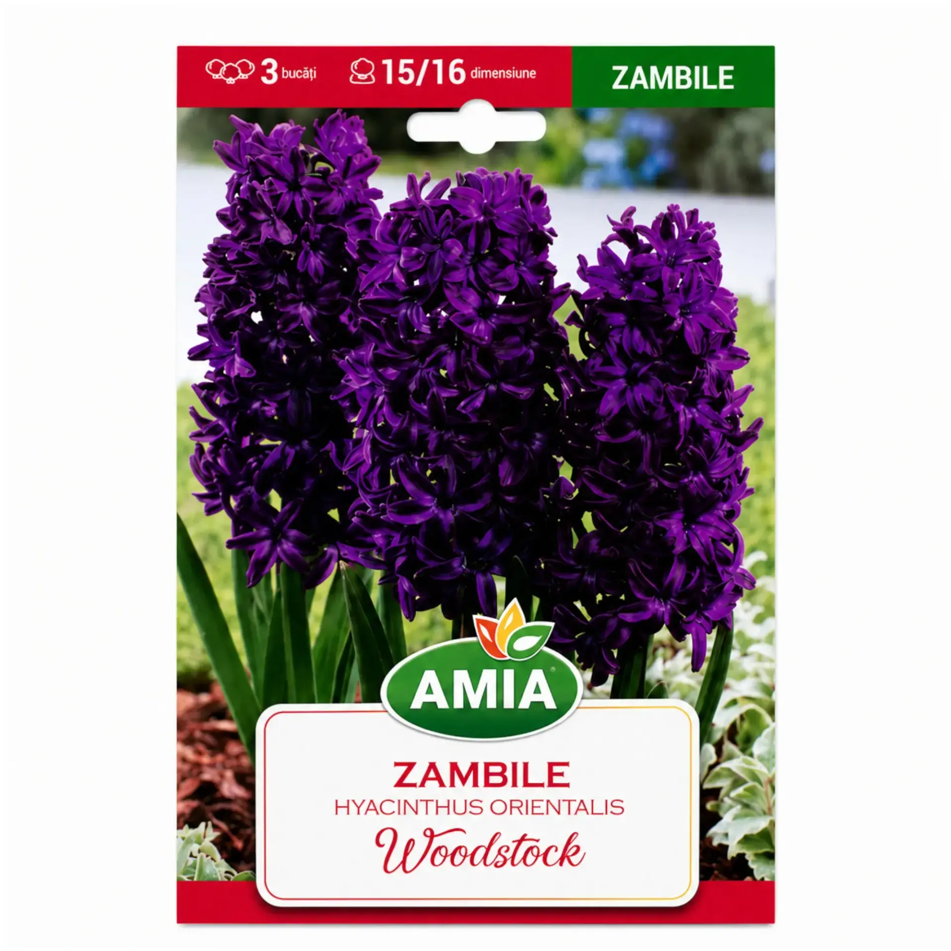 Hyacinths Woodstock