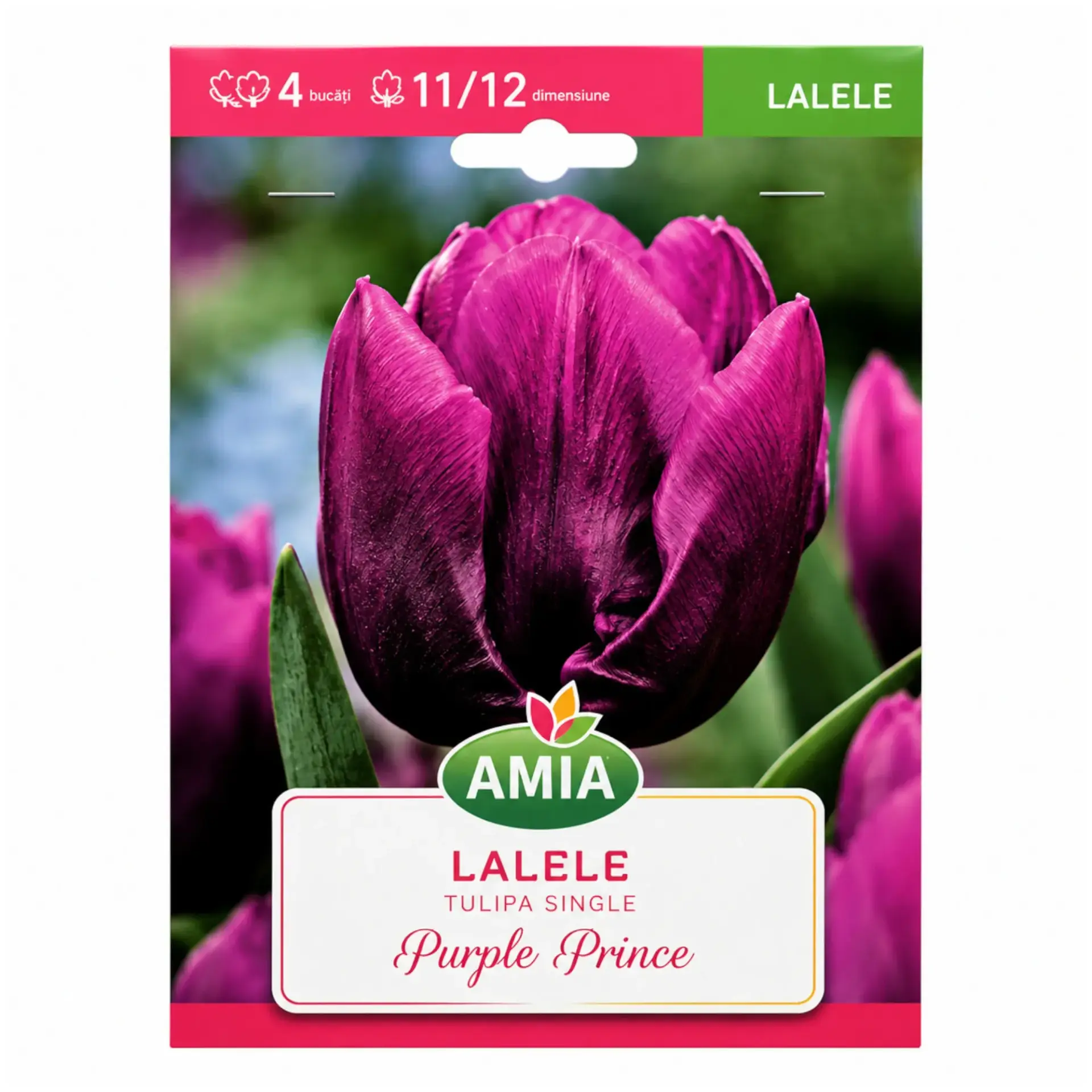 Tulips Purple Prince