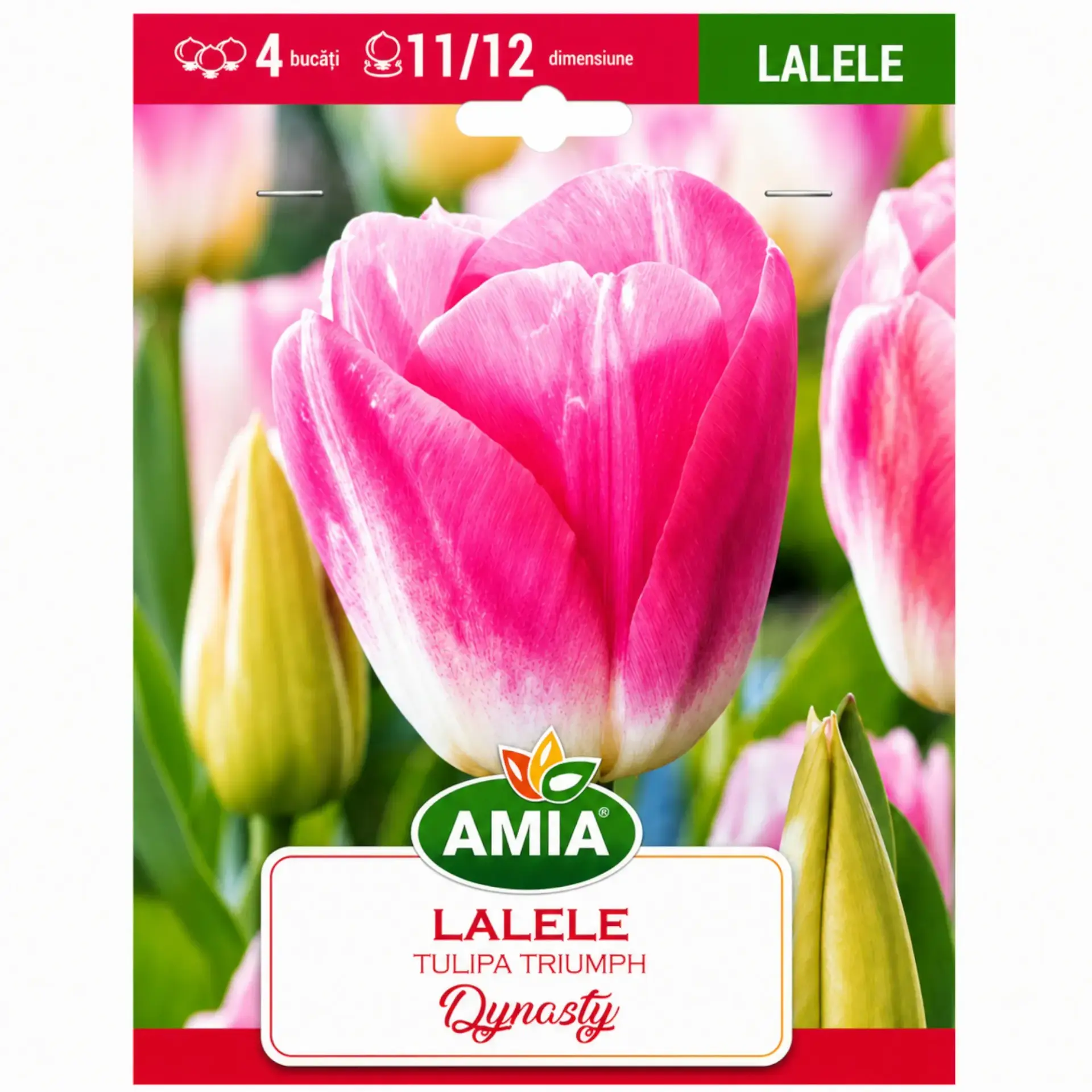 Tulips Dynasty